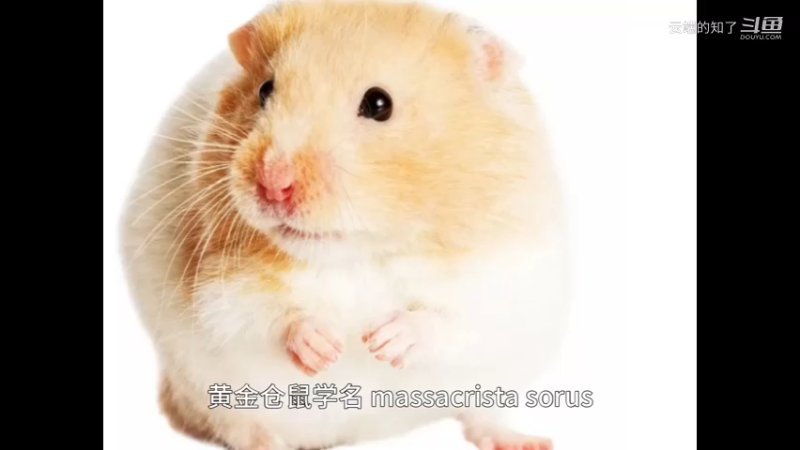 黄金仓鼠