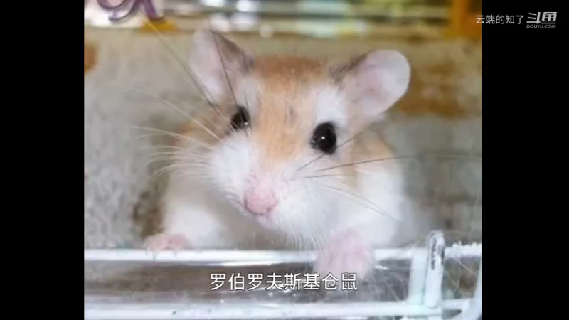 罗伯罗夫斯基仓鼠