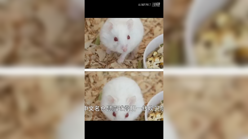 雪球仓鼠