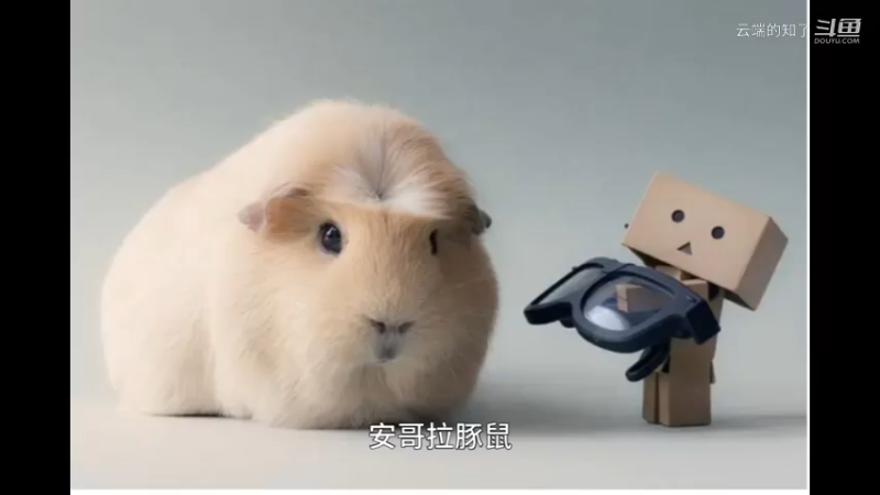 安哥拉豚鼠