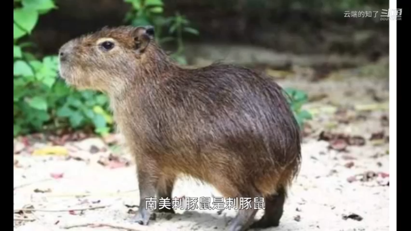 南美刺豚鼠