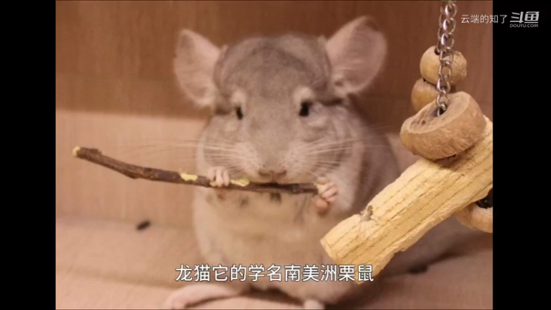 米色龙猫