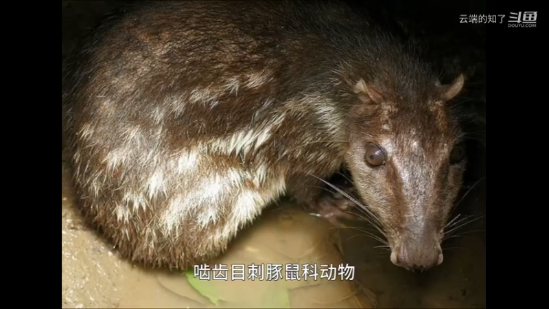 无尾刺豚鼠