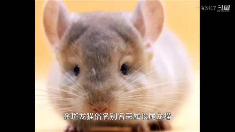金斑龙猫