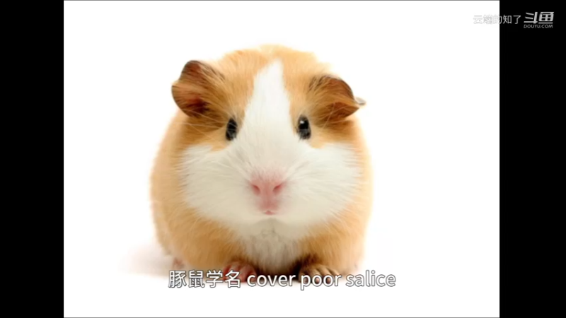 豚鼠