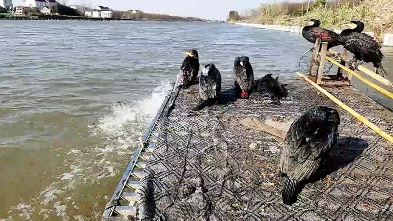 【户外】微山湖捕鱼武工队的精彩时刻 20221217 10点场