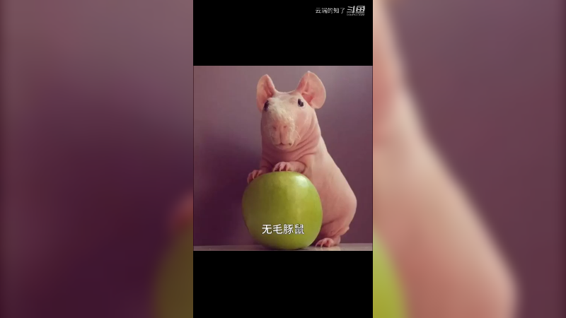 无毛豚鼠