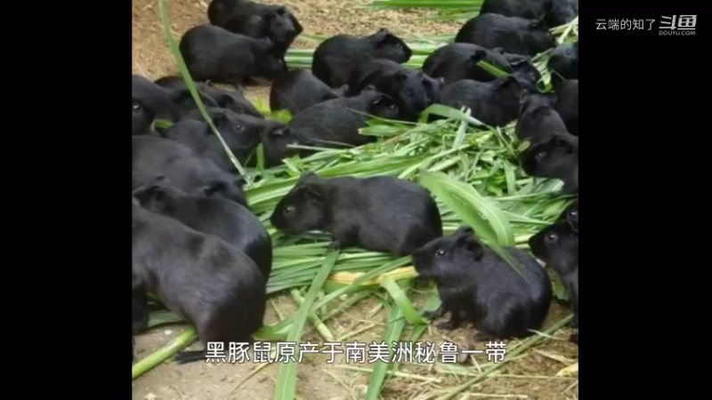 黑豚鼠