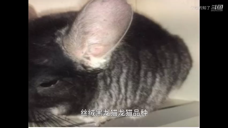 丝绒黑龙猫