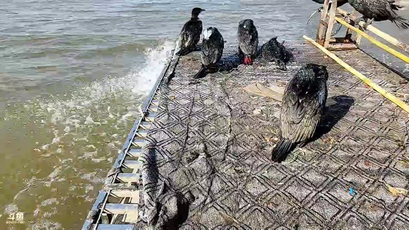 【户外】微山湖捕鱼武工队的精彩时刻 20221217 10点场