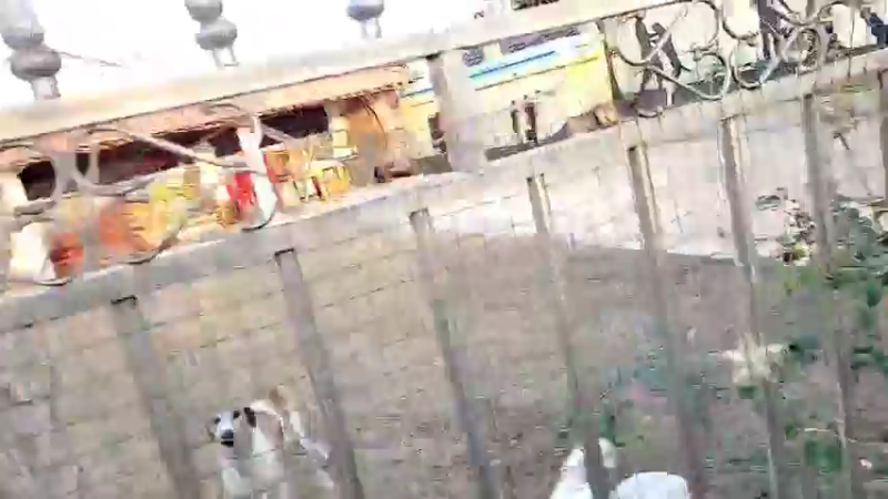 【2022-12-17 16点场】洪湖小肖：今天在家照顾闺女