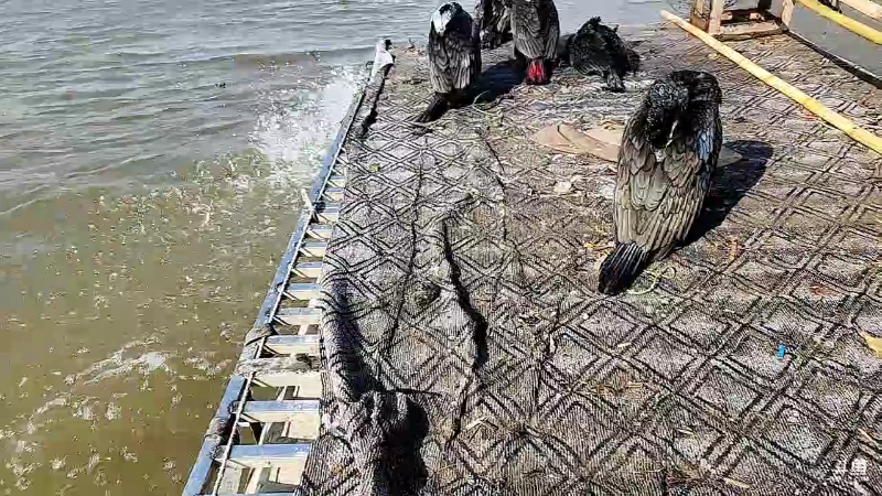 【户外】微山湖捕鱼武工队的精彩时刻 20221217 10点场