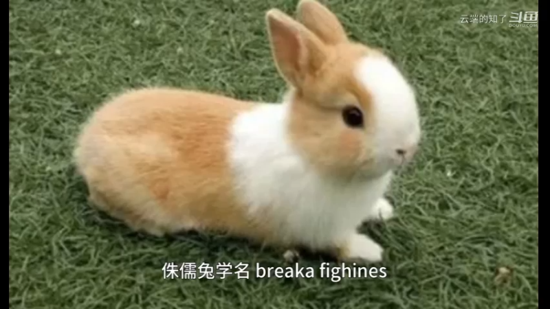 侏儒兔