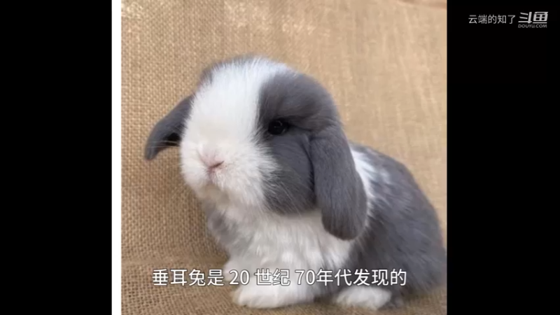 垂耳兔
