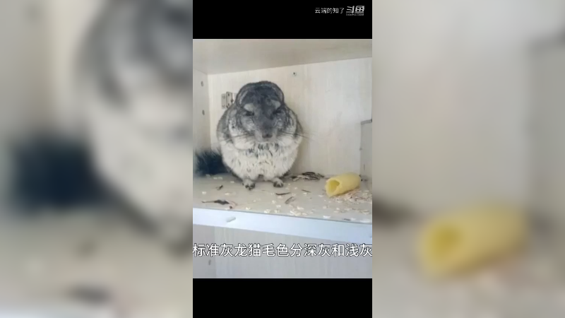 标准灰龙猫