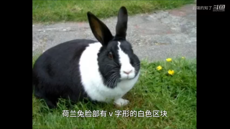 荷兰兔