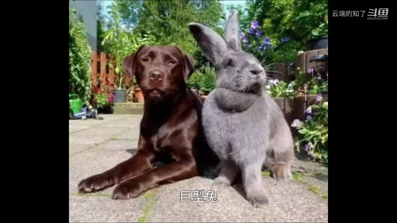 巨型兔