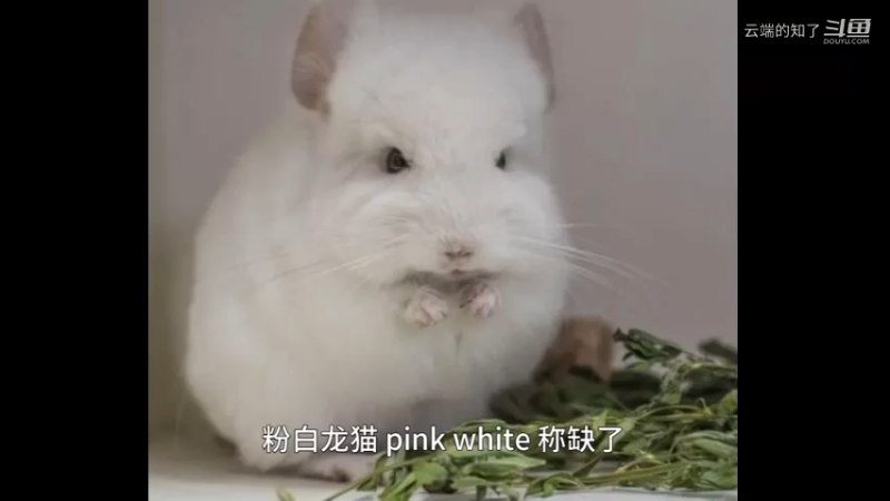 粉白龙猫
