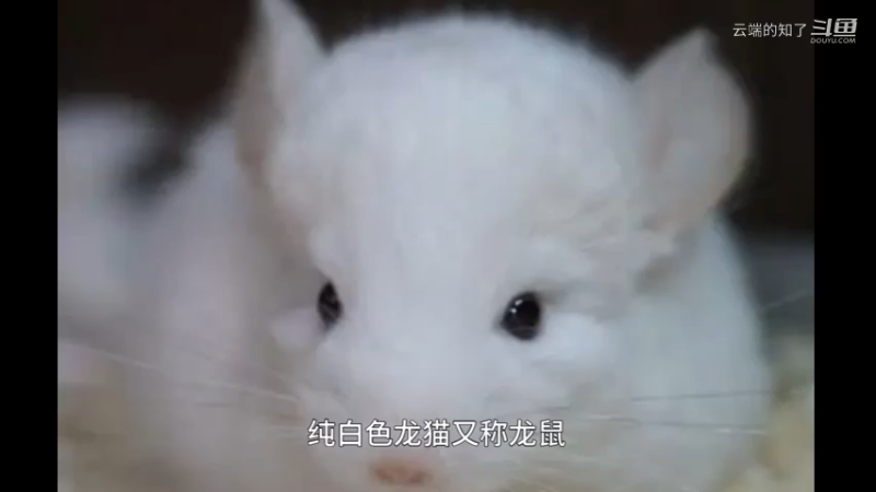 纯白色龙猫