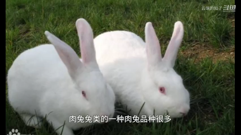 肉兔