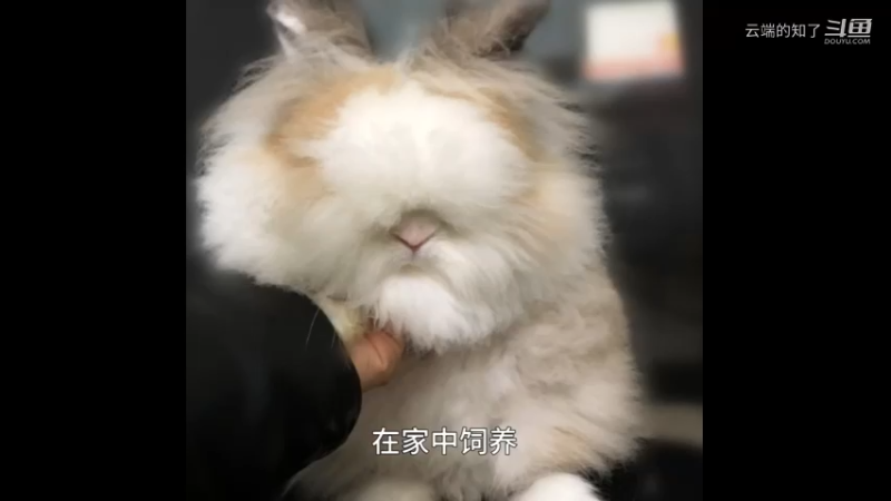 猫猫兔