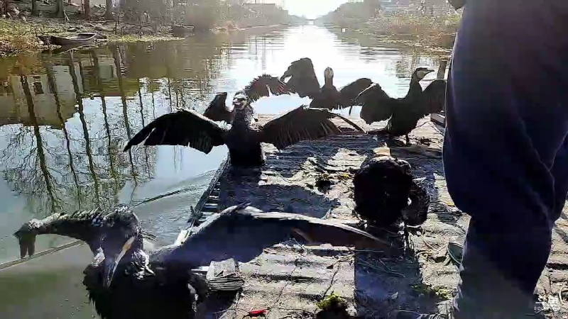 【户外】微山湖捕鱼武工队的精彩时刻 20221219 13点场