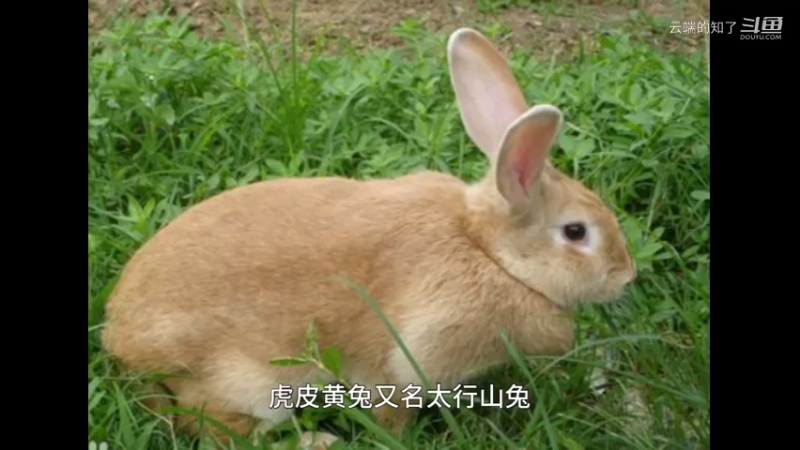虎皮黄兔