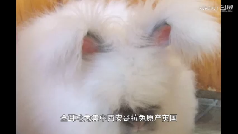 全耳毛兔