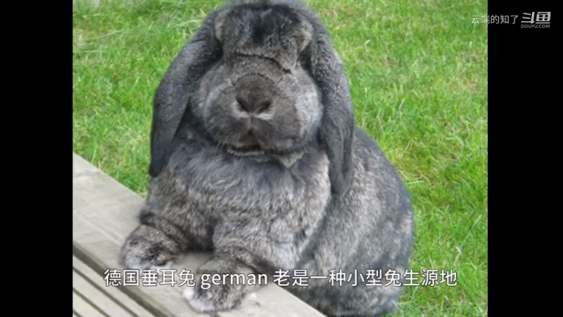 德国垂耳兔