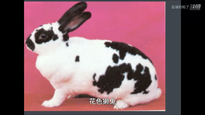 花色獭兔