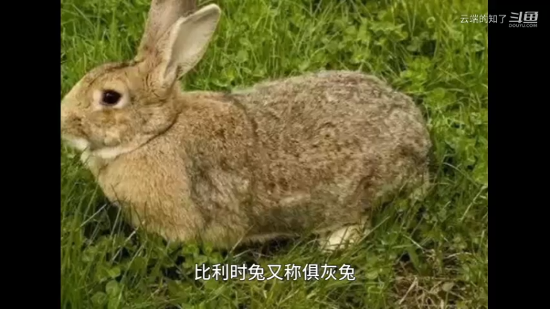 比利时兔