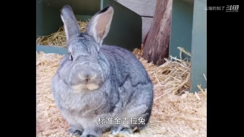 标准金吉拉兔