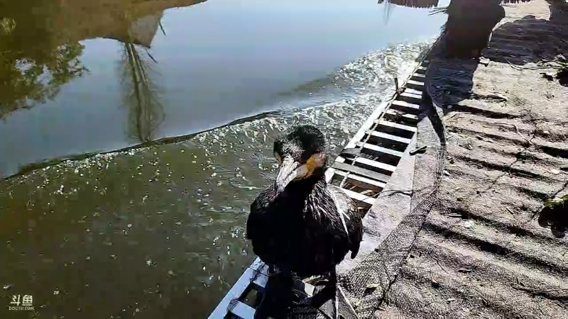 【户外】微山湖捕鱼武工队的精彩时刻 20221219 13点场
