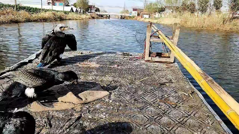 【户外】微山湖捕鱼武工队的精彩时刻 20221220 13点场