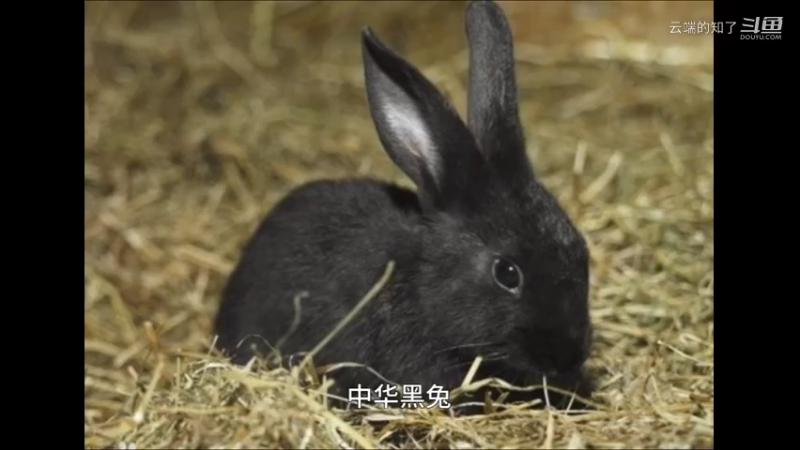 中华黑兔