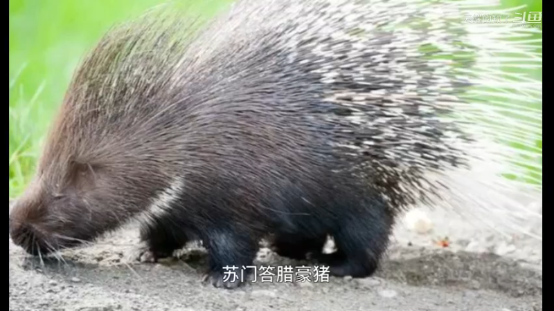 苏门答腊豪猪