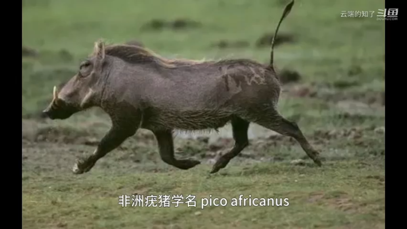 非洲疣猪