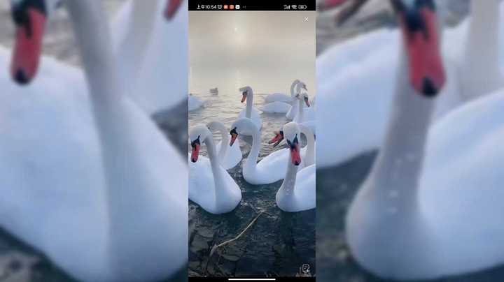 去新疆伊犁看天鹅，每年冬季天鹅从西伯利亚飞来过冬