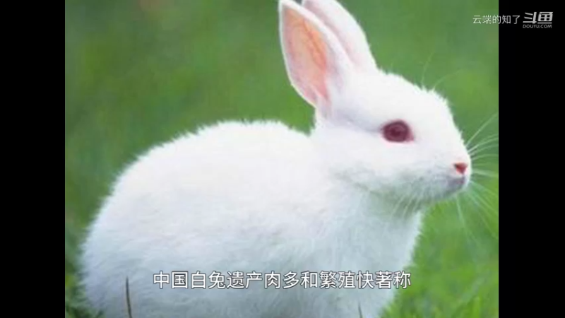 中国白兔