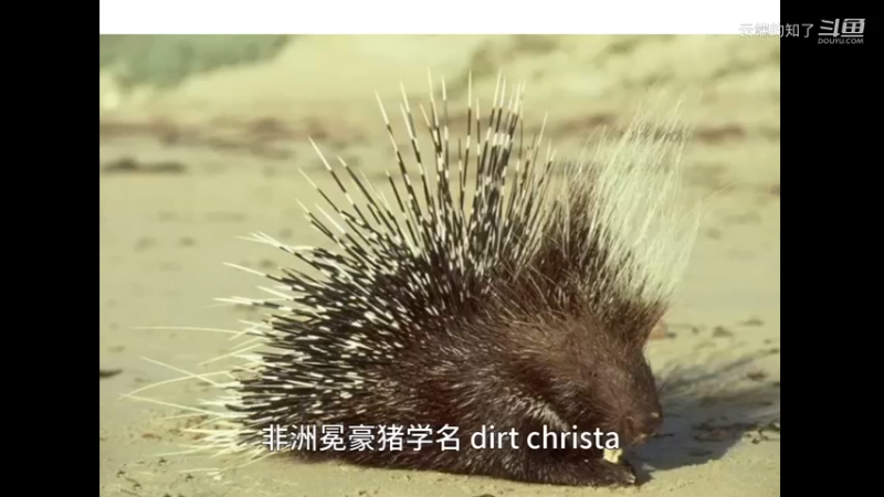 非洲冕豪猪