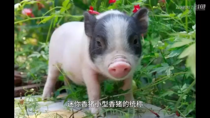 迷你香猪