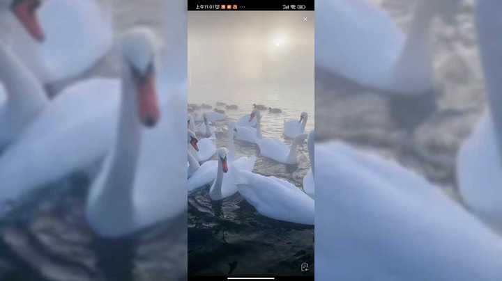 新疆伊犁的天鹅湖里真的有天鹅呢