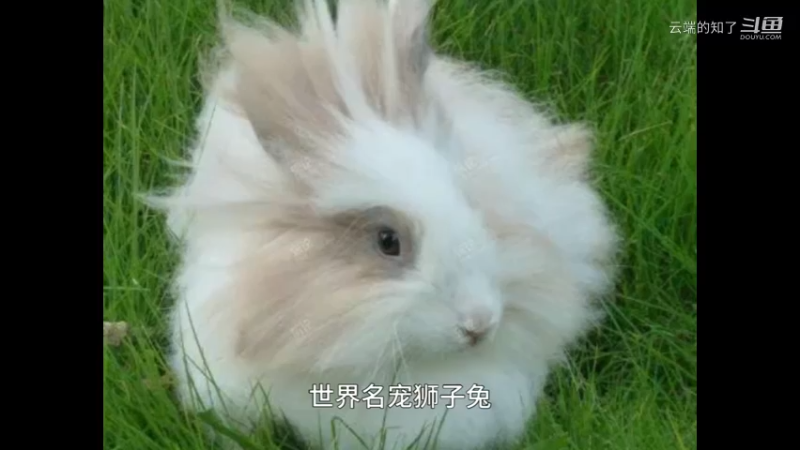 狮子兔