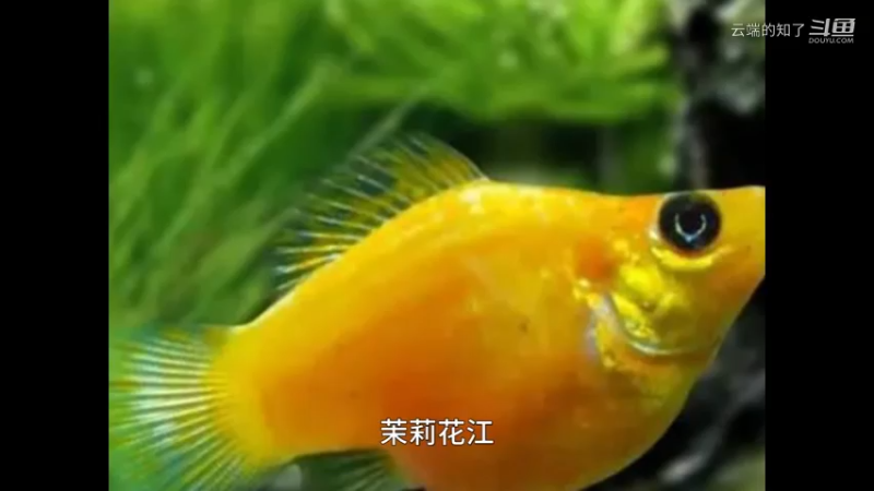 茉莉花鳉