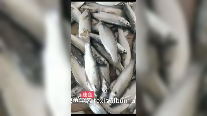唐鱼
