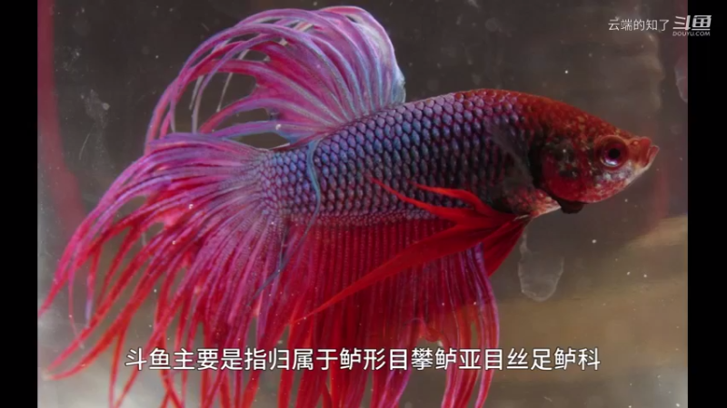 斗鱼