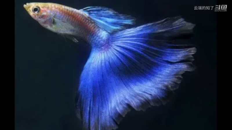 孔雀鱼