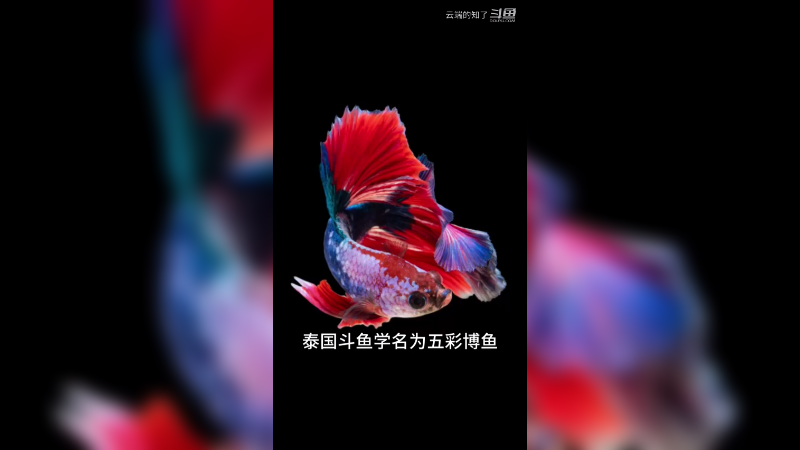 泰国斗鱼