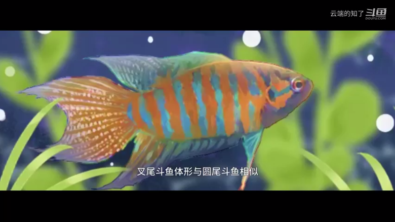 叉尾斗鱼