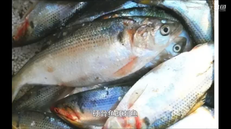 刺鱼